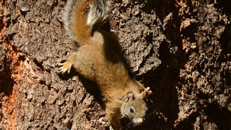 Endangered Mount Graham Red Squirrel Population Growing