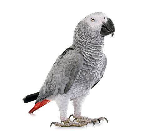 Wallpaper Bird Parrot Animal White Background