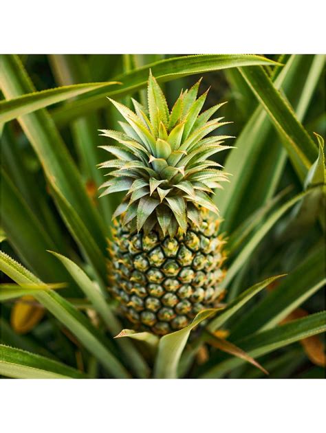 Real Pineapple Plant with fruit in 14cm pot | Pineapple planting, Pineapple seeds, Pineapple