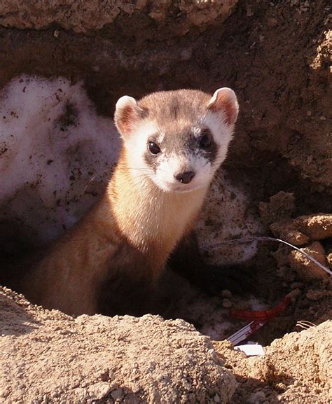 Black Footed Ferret Endangered Photo Usfws The National B Flickr