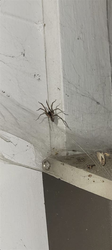 Agelenopsis American Grass Spider Usa Spiders