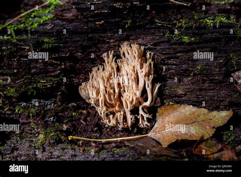 Clavulina Cristata Commonly Known As The White Coral Fungus Or The