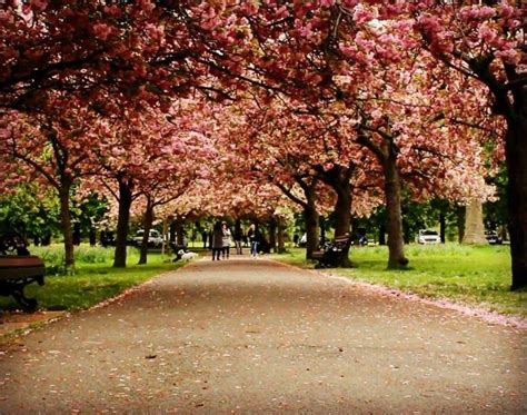 Cherry Blossoms In London Uk Greenwich Park Blossom Kew Gardens