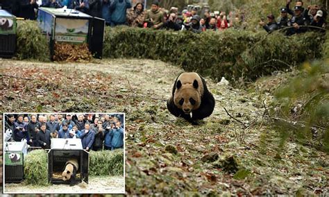 Chinese Pandas Ba Xi And Ying Xue Released Back To Nature Daily Mail