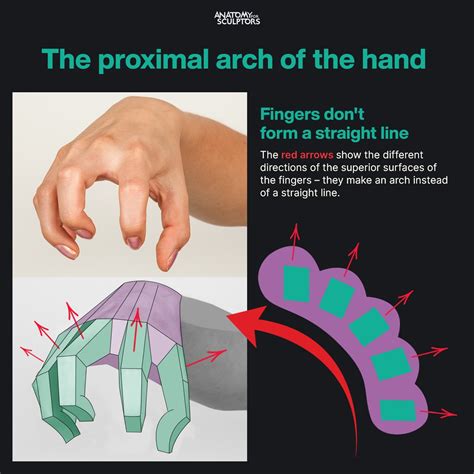 Anatomy For Sculptors The Proximal Arch Of The Hand