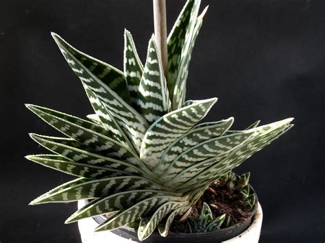 Aloe Variegata Cactus Online Shop