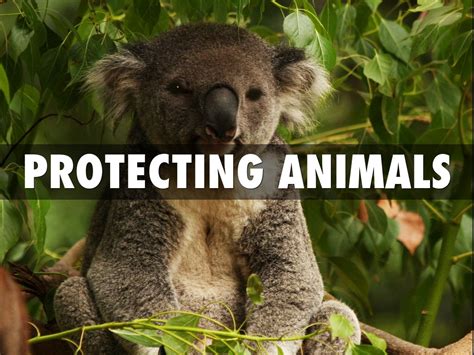 Copy Of Copy Of Protecting Animals And Plants By