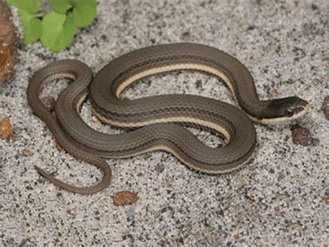 Snakes Of Pennsylvania 21 Species 3 Of Them Venomous