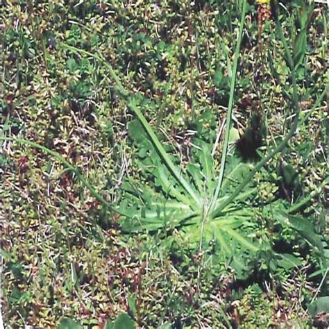 Florida Weed Identification Lawn Care Extraordinaire