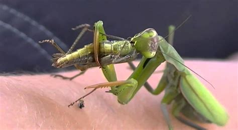 Insane Video Of A Praying Mantis Eating A Grasshopper Youtube