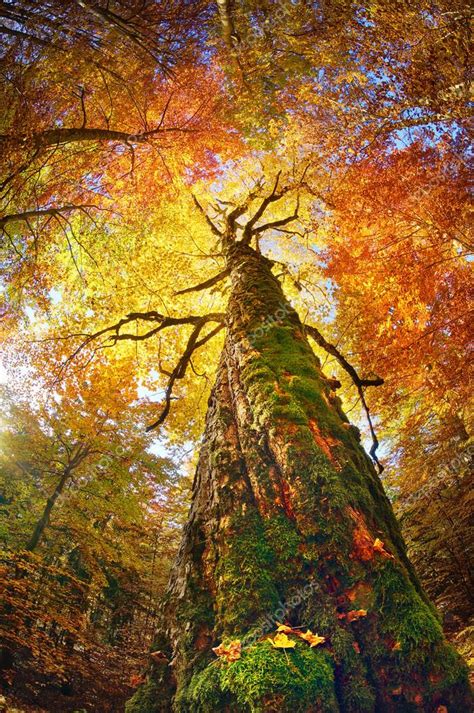 Magic Autumn Forest — Stock Photo © 90525244