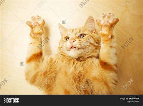 Red Cat Raised Paws Image And Photo Free Trial Bigstock