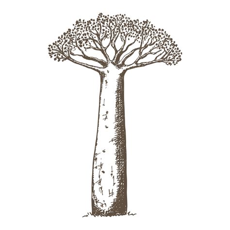 Premium Vector Baobab Tree Illustration Hand Drawn In Sketch Style