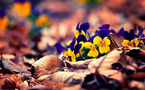 10 Outstanding Spring Desktop Backgrounds For Windows 10 You Can Use It