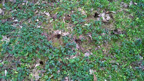 Small Holes In My Yard 022022