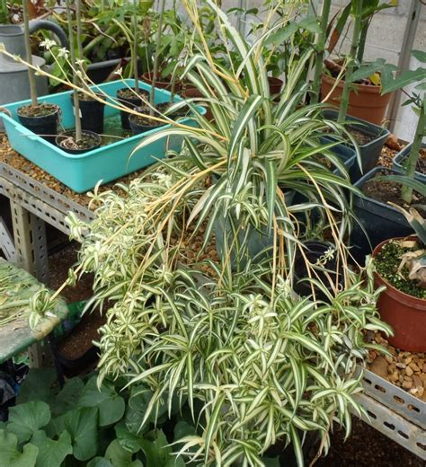 Chlorophytum Comosum Spider Plant Tropical Biodiversity