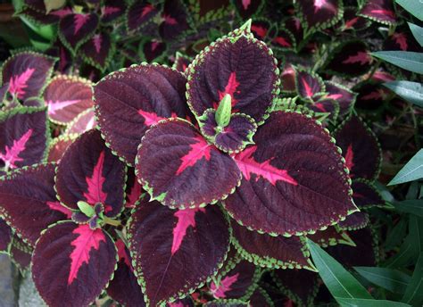 Older reliable annual for abundant flowering. Shade Plants - 20 Plants That Don't Need Sun - Bob Vila