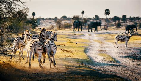 6 Des Meilleurs Endroits à Visiter Au Botswana Blog Voyage