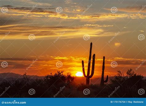 Silhouette Of Saguaro Cactus At Sunset Near Phoenix Stock Photo Image