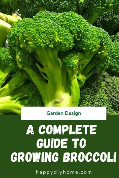 Growing Broccoli A Complete Guide Happy Diy Home