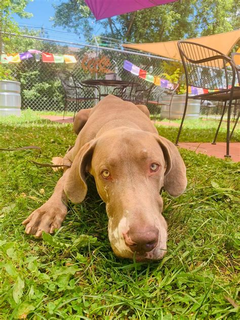 Dog Friendly Restaurants in Hendersonville, NC - BringFido