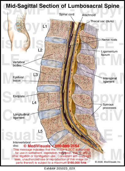 Mid Sagittal Section Of Lumbosacral Spine Medical Illustration
