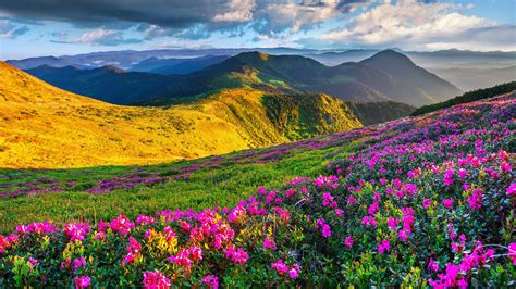 Beautiful Mountain Scenery With Flowers