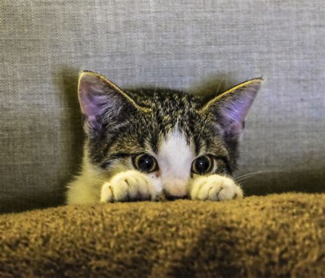Is Your Cat A “scaredy” Cat Cat Tales