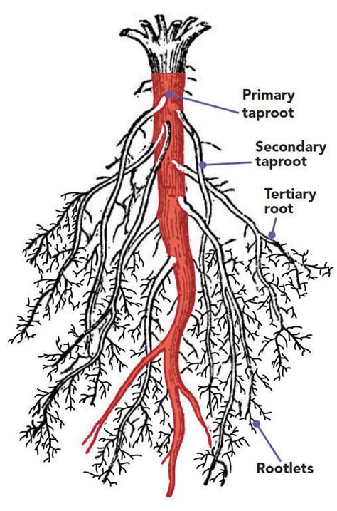 Root Systems And Its Types Studiousguy