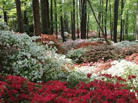 Spring Azaleas Callaway Gardens Callaway Gardens Woodland Garden