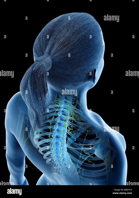 Female Lymphatic System Computer Illustration Stock Photo Alamy