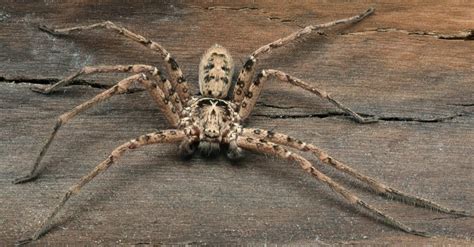 The Top 10 Biggest Spiders In The World Az Animals