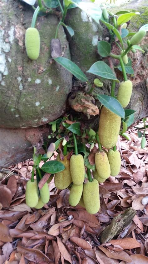 Buah pertama yang memiliki khasiat menaikkan tensi darah rendah adalah buah naga. Warisan Petani: Membaja Pokok Buah-buahan