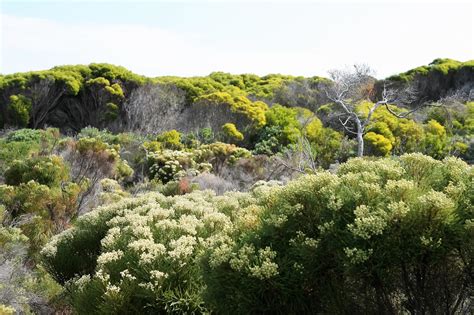 5 Five 5 Cape Floral Region Protected Areas South Africa