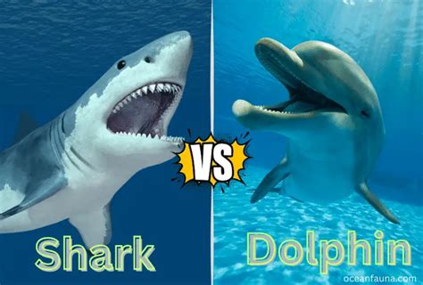 Are Sharks Afraid Of Dolphins Explained Ocean Fauna