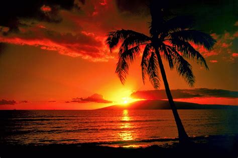 Hawaii sunset | Tree sunset wallpaper, Palm tree sunset, Sunset wallpaper
