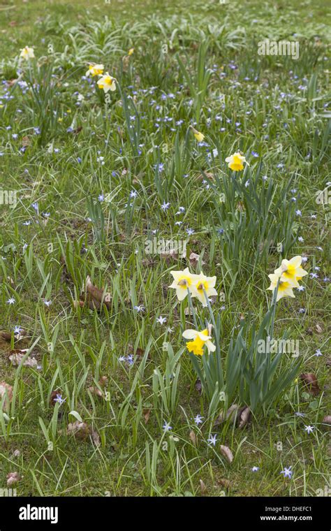 Yellow Daffodil Narcissus Pseudonarcissus Stock Photo Alamy