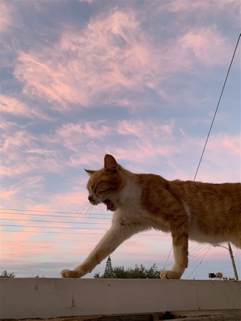 Conveniently organized in many categories, you'll find images of many styles and topics. Pin by Sam on Sea, Sky, Space & Summer | Cat aesthetic ...