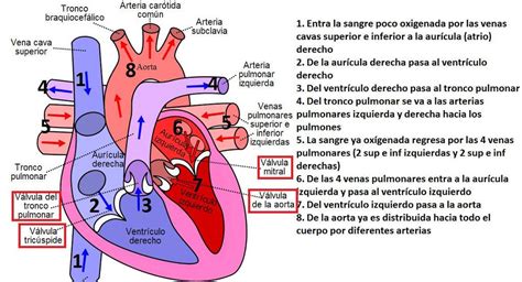 Circulación Sanguínea Tuitsmedicos Circulación Sanguínea En El Corazón