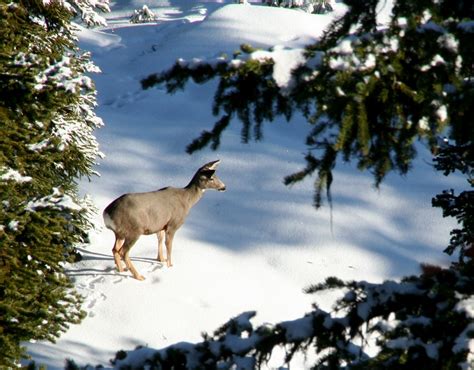 Animals Take Advantage Of Trails In Winter Naturally