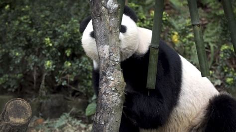 Panda Costumes Help Train Pandas For Life In The Wild Cbbc Newsround