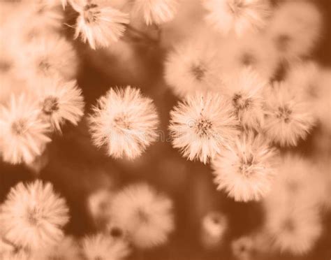 Peach Fuzz Toned Color Fluffy Flowers Butterweed Background Close Up