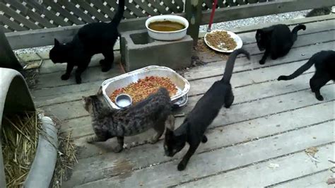 What We Feed Our Feral Cats Youtube