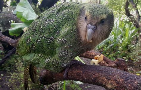 Kākāpō Face Space Limitations As Population Tops 200 Kakapo Nz