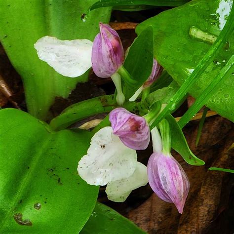 Showy Orchis Galearis Spectabilis Blooms Western Carolina Botanical