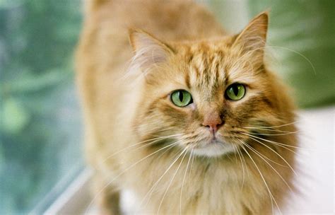 Ginger Tabby Cat Breed Information Images Characteristics Health