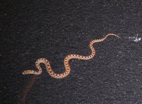 Forum — discussions of reptiles and amphibians. Baby Gopher snake near Saguaro National Park | Flickr ...