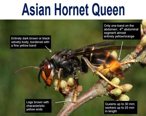Asian Hornets Could Come To Uk France Reports Six Human Deaths So Far Market Business News