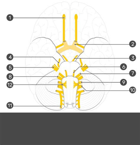 Cranial Nerves Anatomy And Functions Getbodysmart