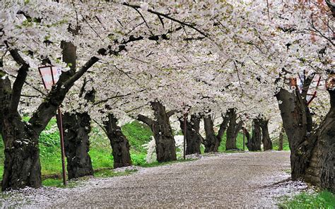1920x1200px Free Download Hd Wallpaper Cherry Blossom Trees Road
